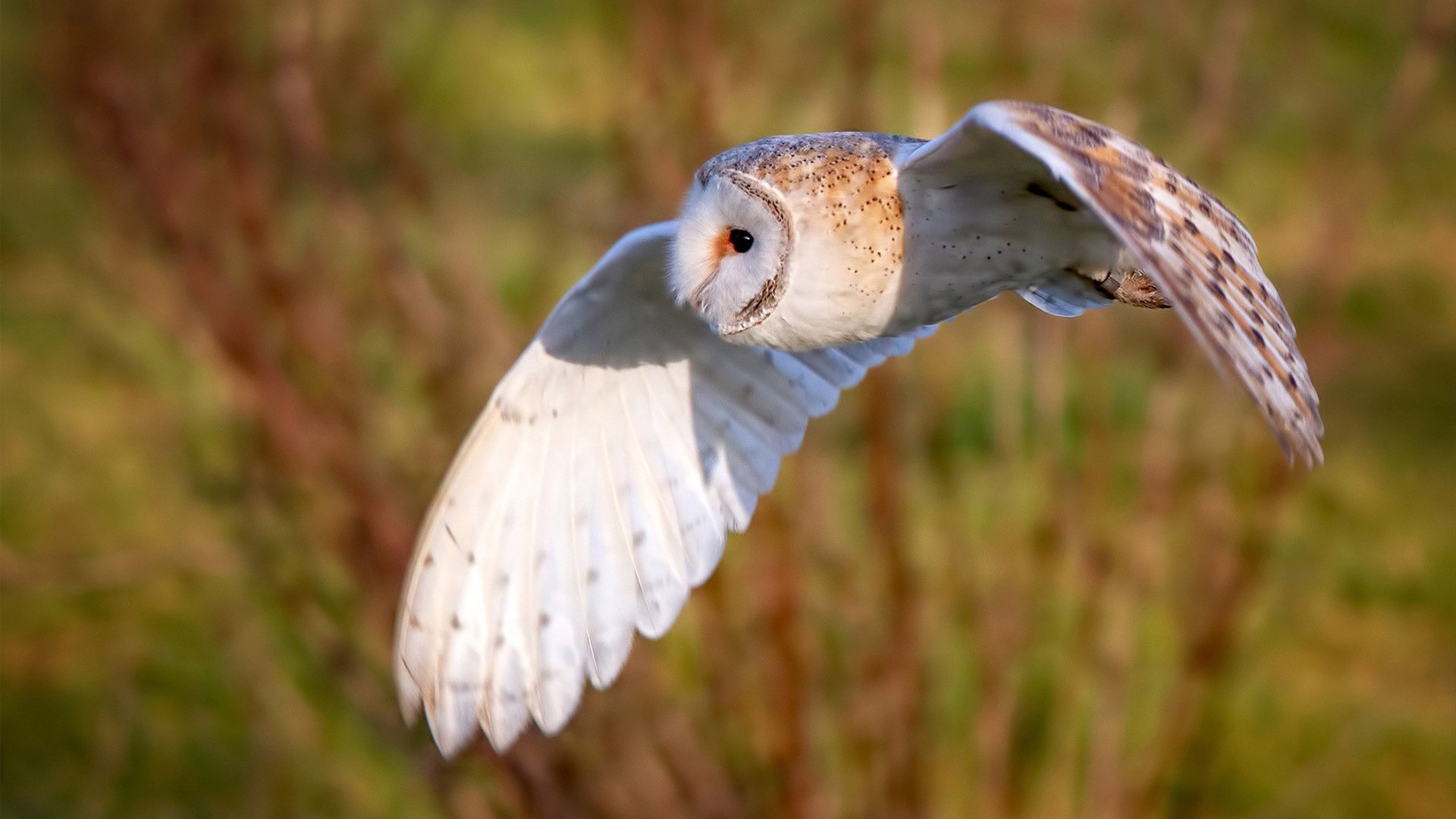 数据统治与团队危机，爱德华兹的个人秀与篮网的险胜启示