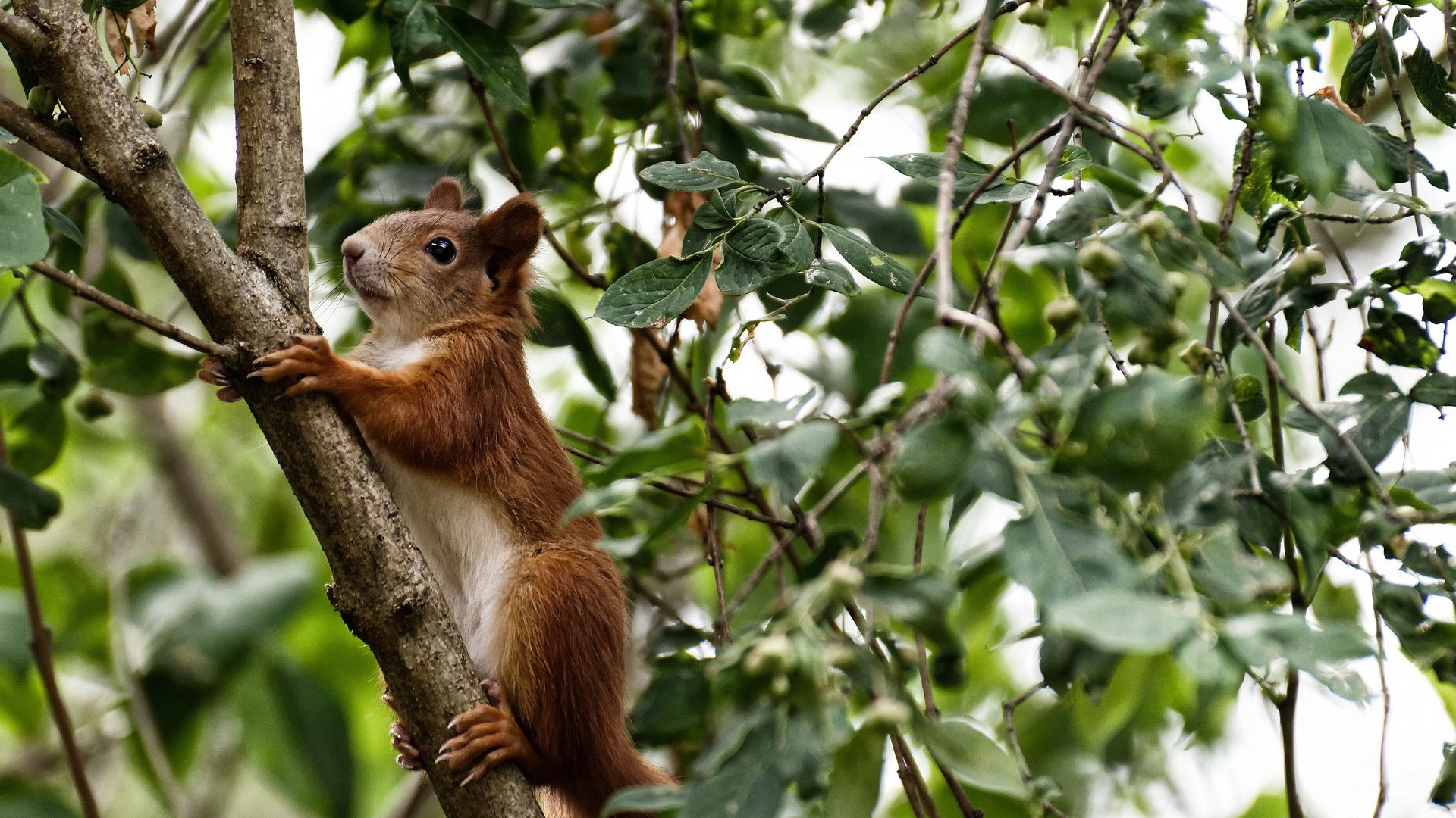 节奏与心跳，当哈登用掌控书写艺术，公牛用秒针改写结局