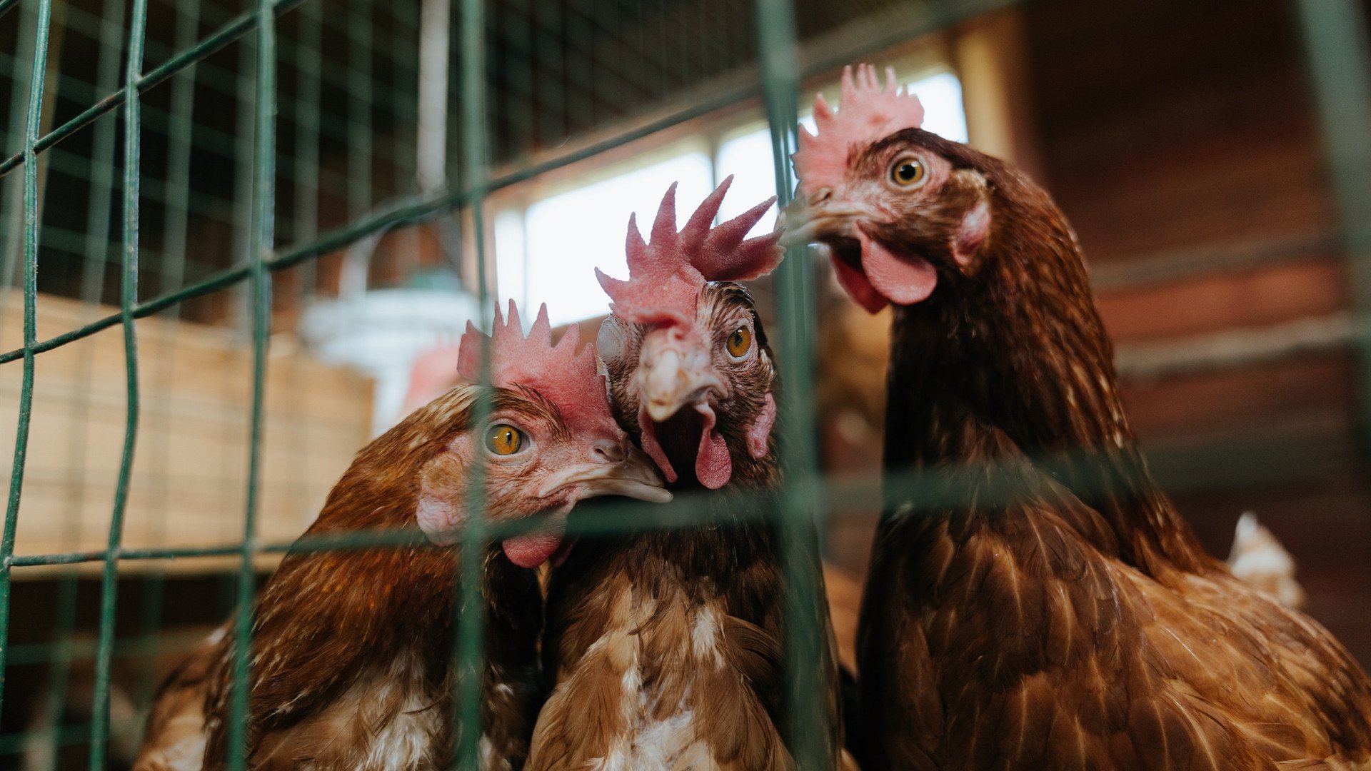 寂静的轰鸣,班凯罗的完美手术刀,如何肢解约基奇的掘金帝国?