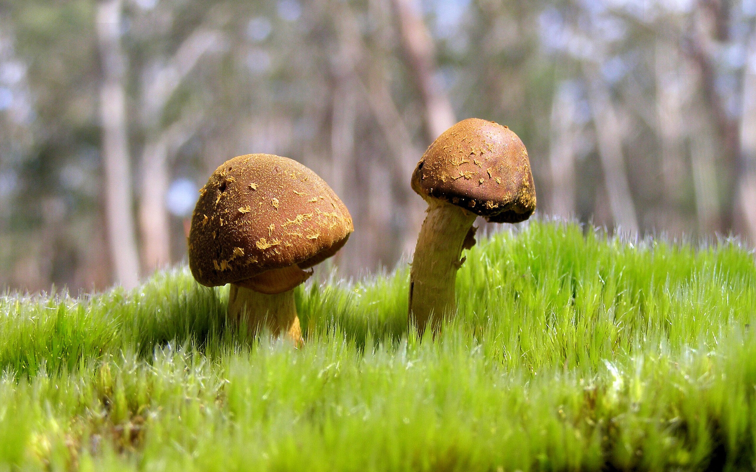 封锁与重生,乔丹时代唯一滑铁卢,公牛如何用铁血定义传奇