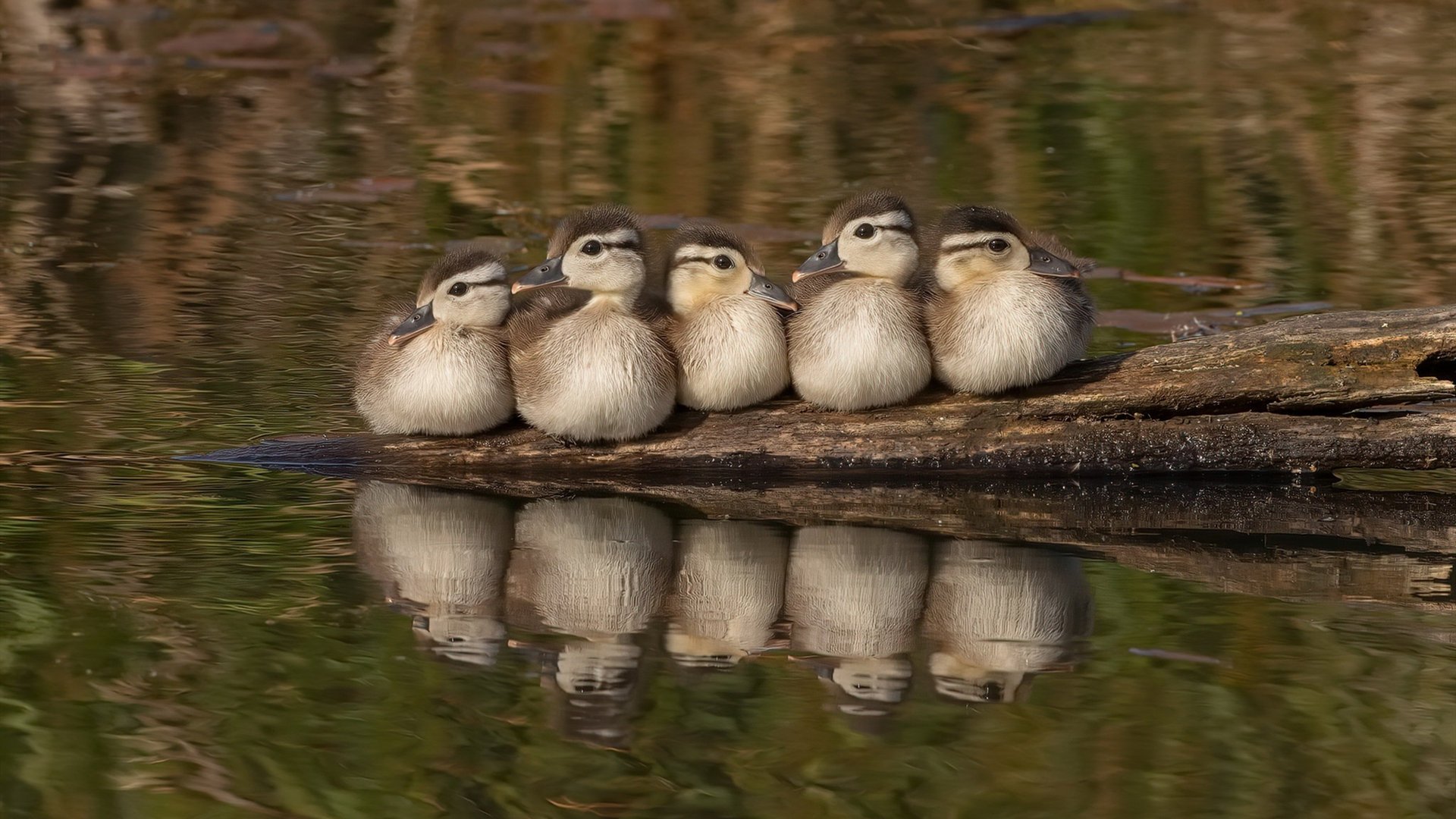 星辰为幕布，点灯人莱万，关键战夜的永恒刻度