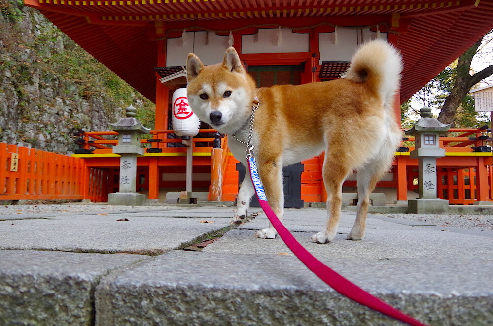跨界巅峰对决,伦纳德生涯之夜点燃火箭与山西队的篮球盛宴