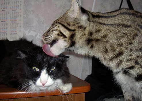 赛后评分拉满的字母哥?可今晚是勇士打鹈鹕啊!