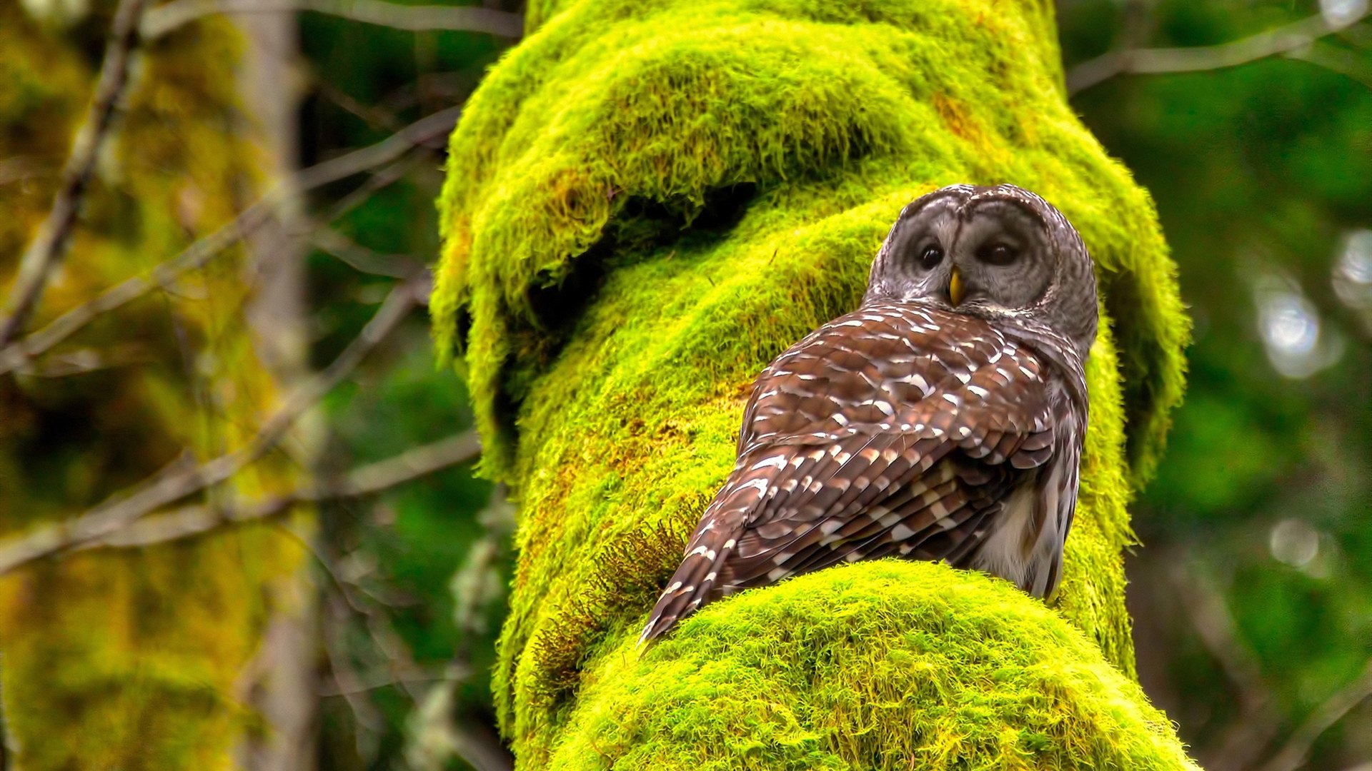 跨领域的终极主宰,当里昂刺破黑夜,伊布于镜像中升起
