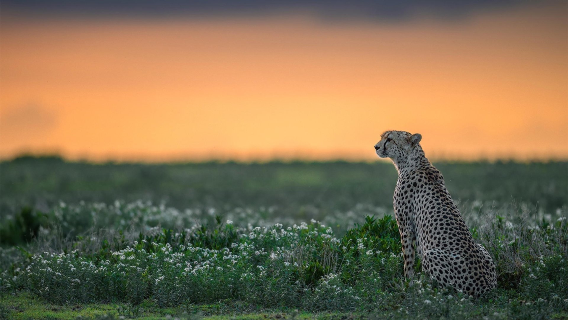 平行宇宙，哈弗茨绝杀！阿森纳2-1哥伦比亚，德国球星成关键先生