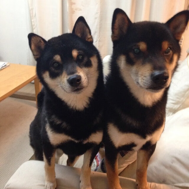 爱游戏娱乐-唯一横跨太平洋的对决，广厦关键战突围灰熊，保罗进攻端无人可挡