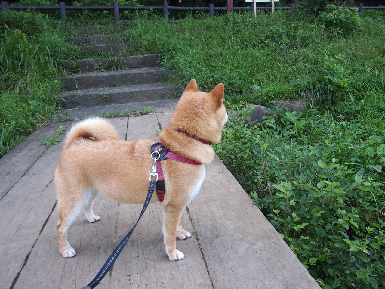 西亚卡姆狂砍生涯新高42分，老鹰主场力克鹈鹕迎三连胜