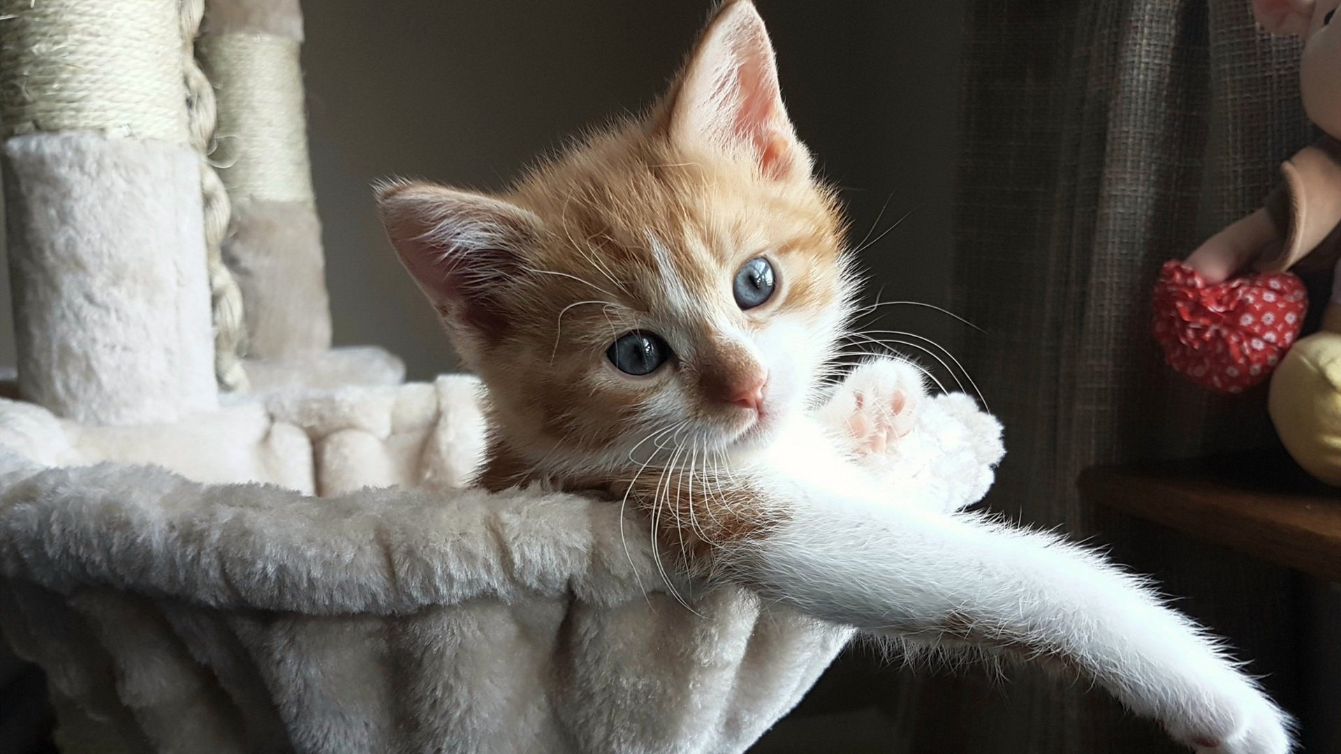 当非洲之星照亮日不落帝国,从安哥拉的崛起到福登的加冕