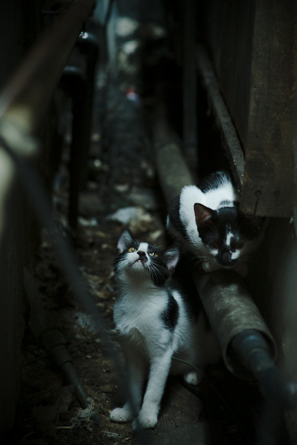 上海队友谊赛惊天逆转,一波流带走独行侠;恩比德50分神迹点燃赛场激情