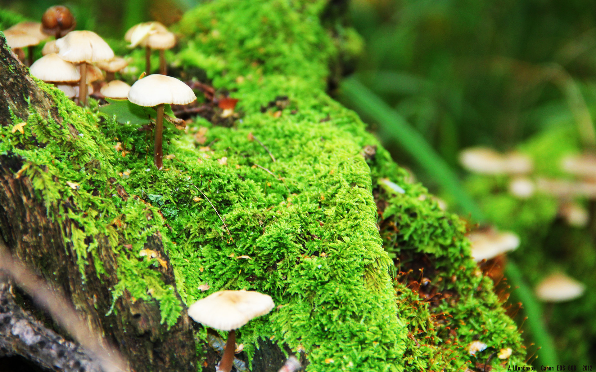 终场哨响,纪录新生,蒂亚戈的史诗之夜与巴萨永不熄灭的火焰