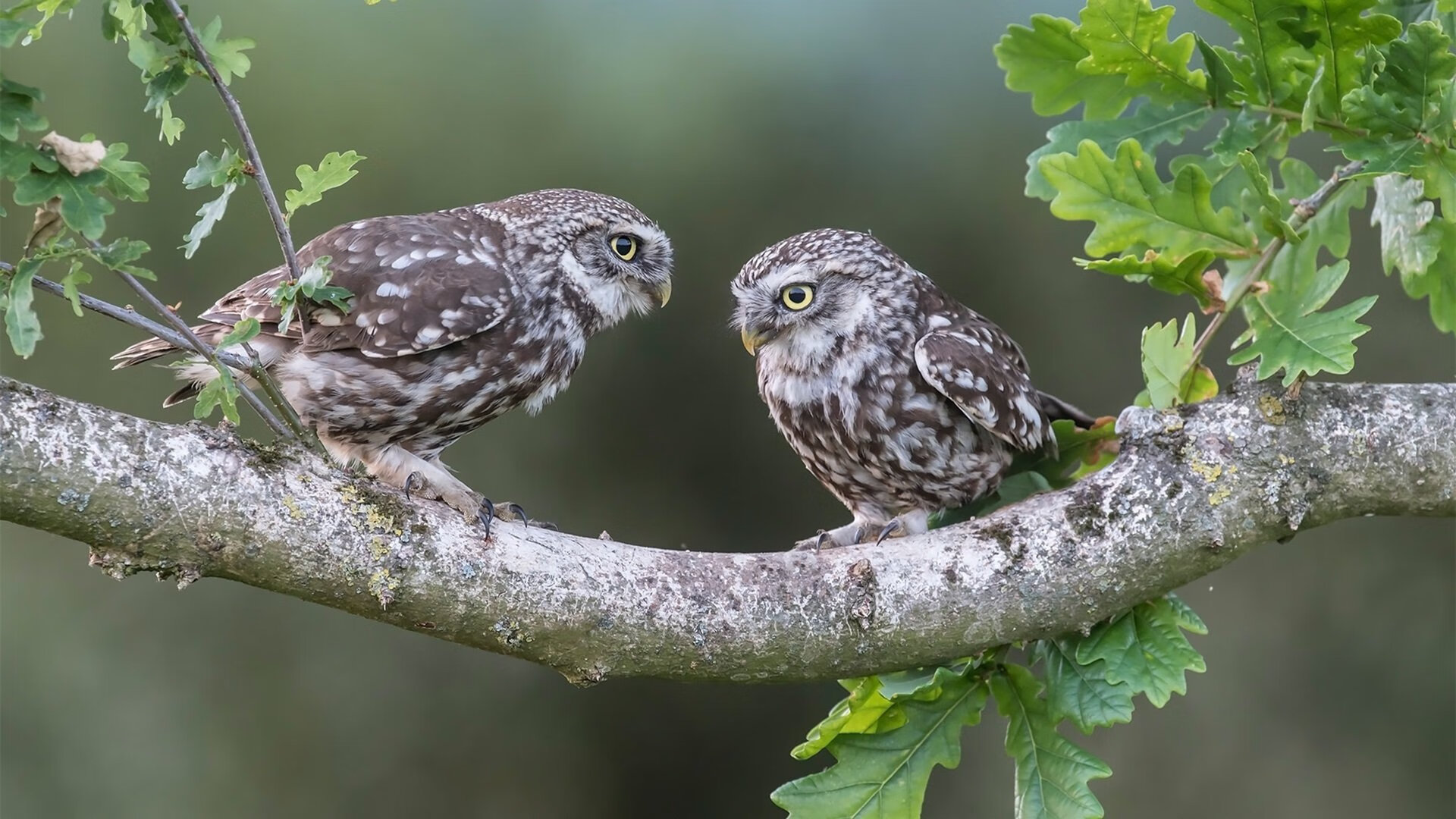 巨兽吐息与镰刀挥落，一场被0.7秒重新定义的东决史诗