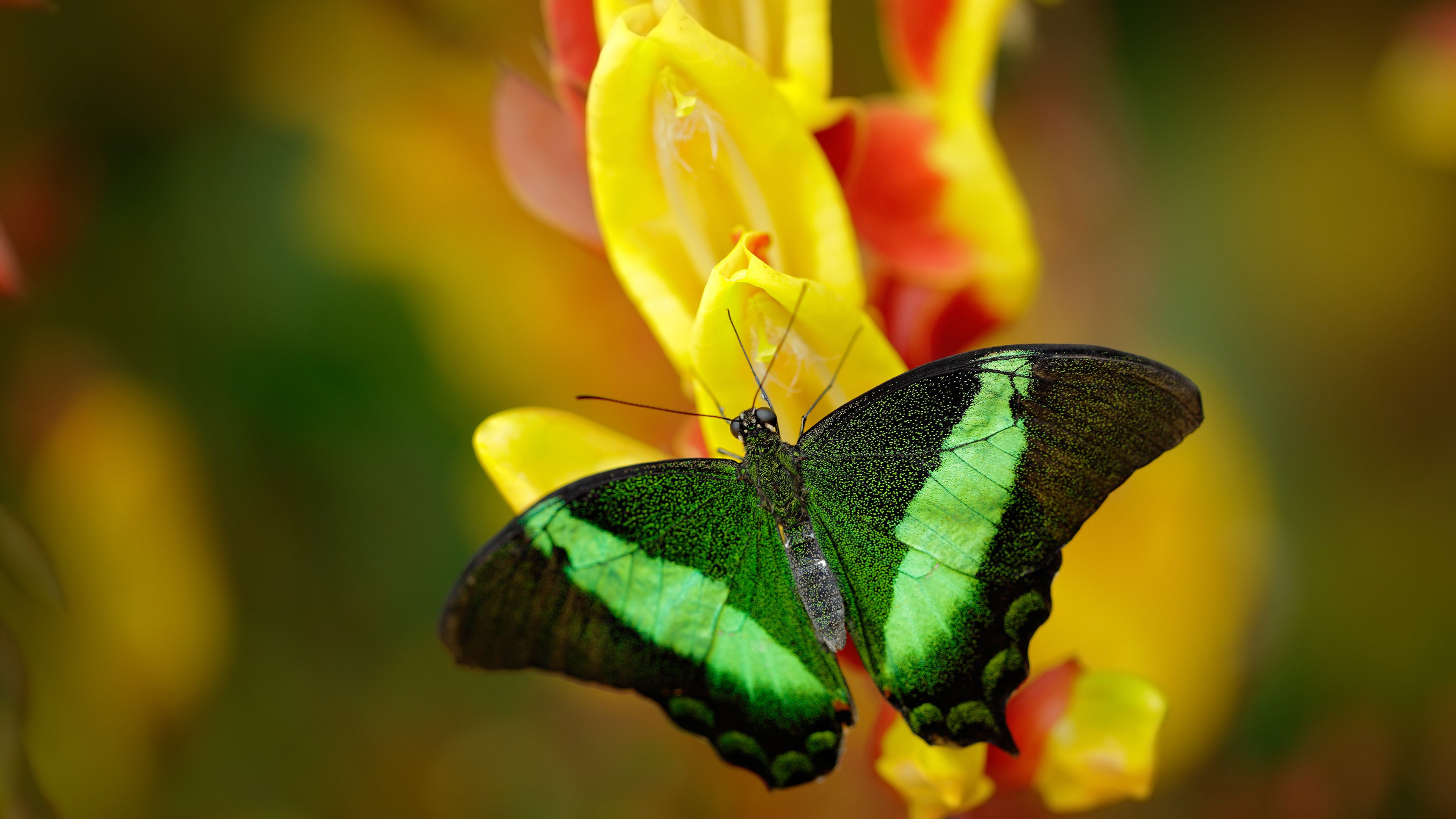 爱游戏tv-内外失序，切特·霍姆格伦的爆发如何成为步行者击溃广东队的时代隐喻